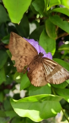 Achlyodes pallida