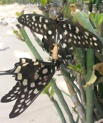 Pharmacophagus antenor