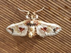 Leucinodes