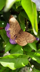 Achlyodes pallida