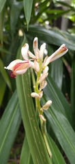 Alpinia calcarata