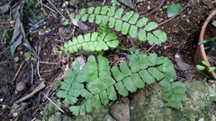 Adiantum meishanianum