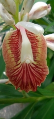 Alpinia calcarata