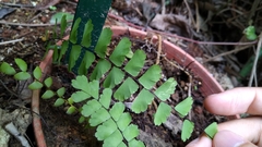Adiantum meishanianum