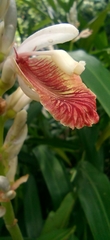 Alpinia calcarata