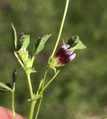 Trifolium variegatum variegatum