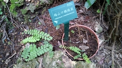 Adiantum meishanianum