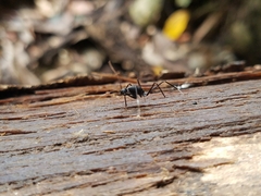 Leptomyrmex