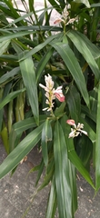 Alpinia calcarata