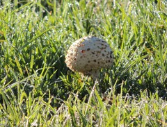 Saproamanita foetidissima