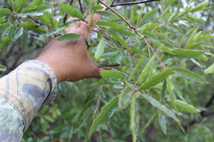 Quercus saltillensis