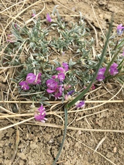 Astragalus spatulatus