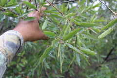 Quercus saltillensis