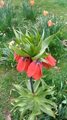 Fritillaria imperialis