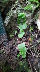 Tectaria zeilanica