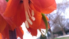 Fritillaria imperialis