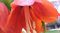 Fritillaria imperialis