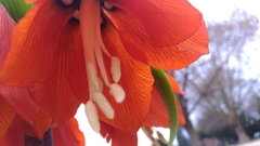 Fritillaria imperialis
