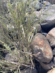 Gomphostigma virgatum