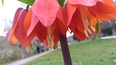 Fritillaria imperialis