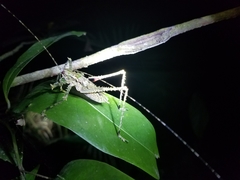 Phricta spinosa
