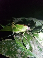 Ephippitytha kuranda