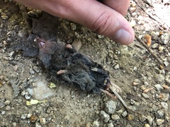 Sorex vagrans