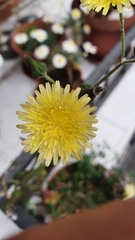 Sonchus
