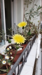 Sonchus