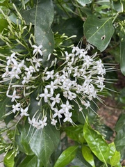 Pavetta hongkongensis