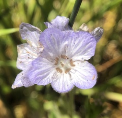 Phacelia divaricata