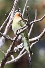 Merops superciliosus