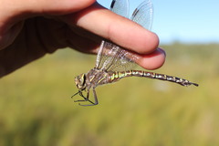 Aeshna interrupta lineata
