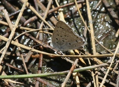 Tharsalea xanthoides