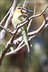 Merops superciliosus