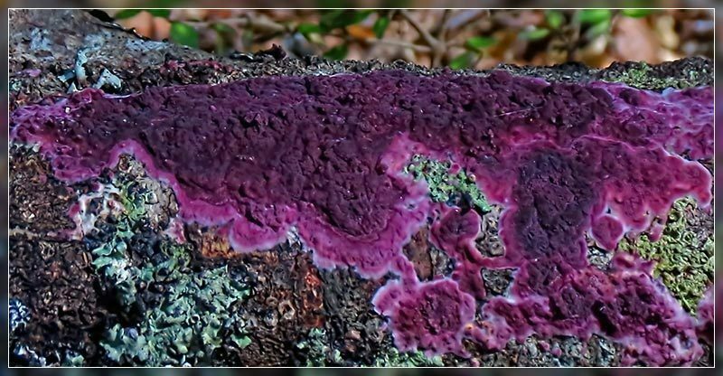 Byssomerulius psittacinus
