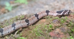 Oligodon taeniolatus