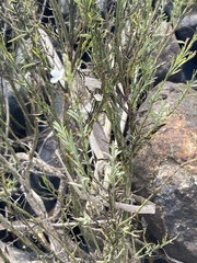 Gomphostigma virgatum