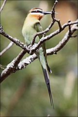 Merops superciliosus
