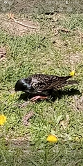 Sturnus vulgaris
