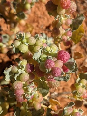 Atriplex holocarpa