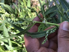 Rumex californicus
