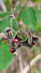 Rhynchosia precatoria