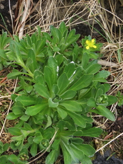 Draba grandis