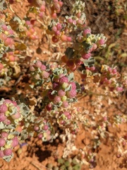Atriplex holocarpa