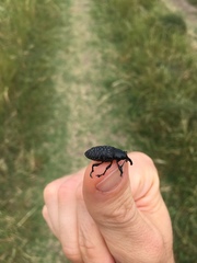 Heilipodus scabripennis