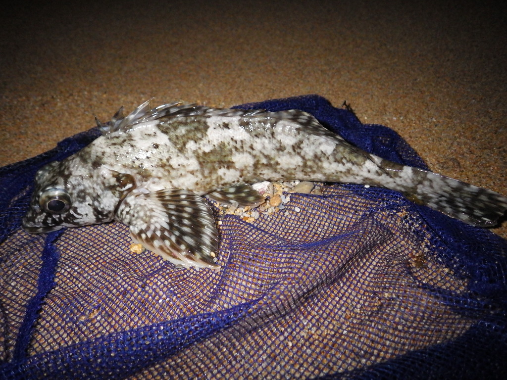 Smallscale Kelpfish