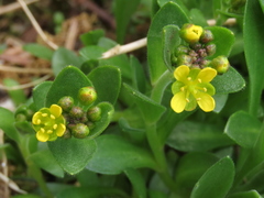 Draba grandis