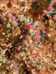 Atriplex holocarpa