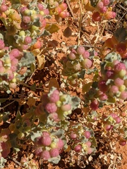 Atriplex holocarpa
